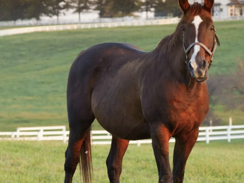 Unique Horse Farm Tour: Lexington Kentucky Horse Farms Tour